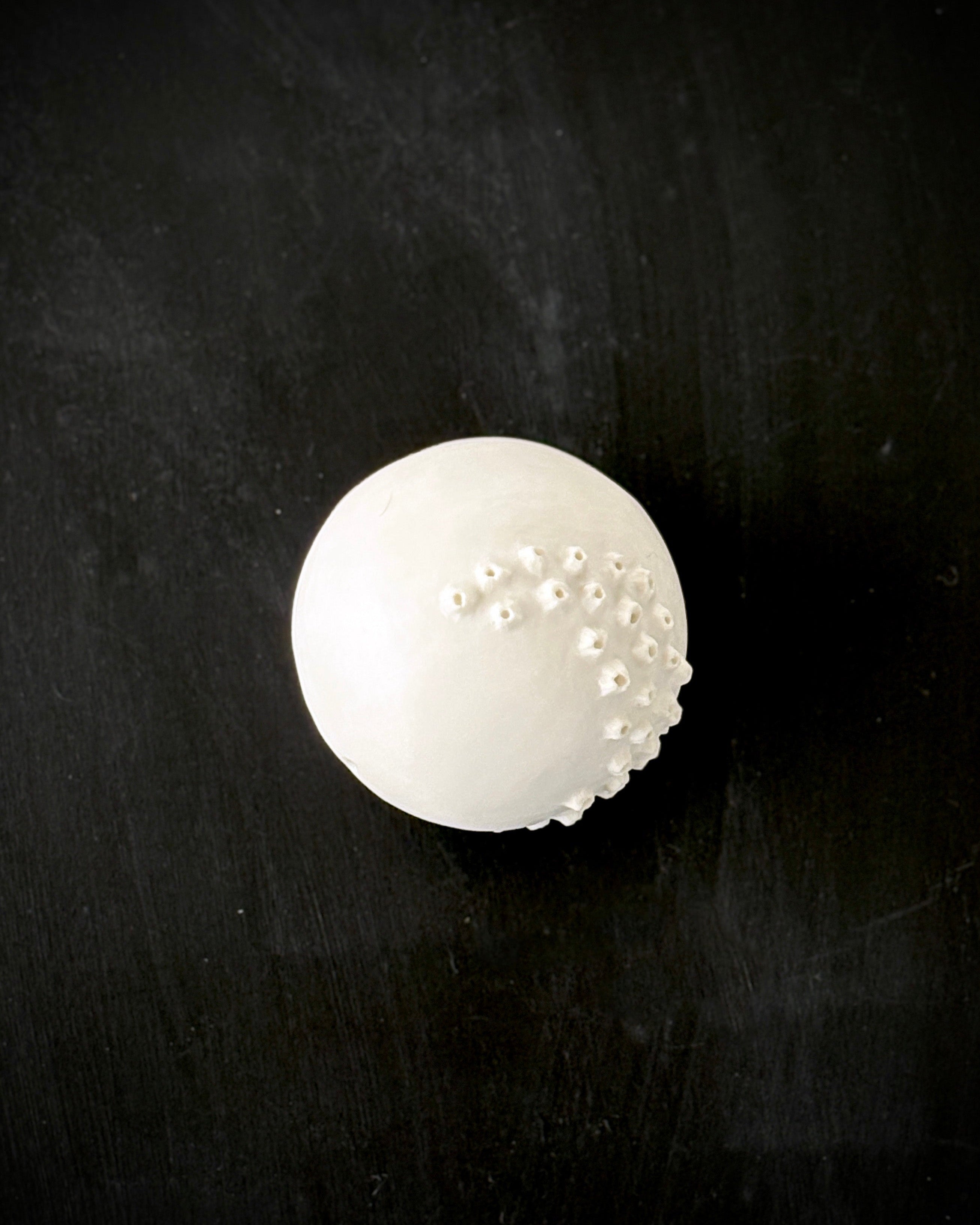 Ask, Havstulpaner nr 2