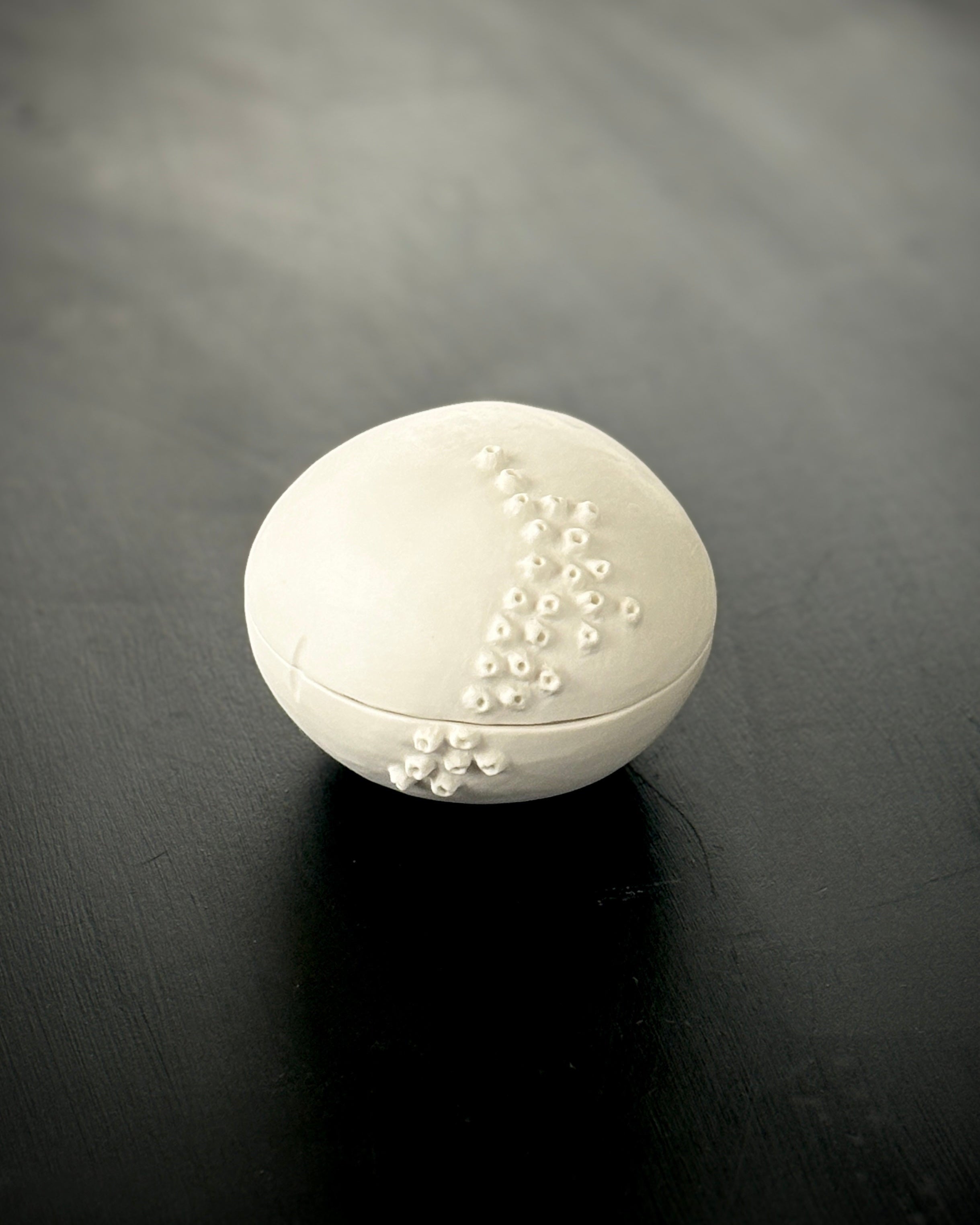 Ask, Havstulpaner nr 3